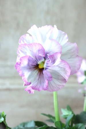 画像1: Fee des neiges~Lumiere~ "フェデネージュ ~ルミエール~" No.32