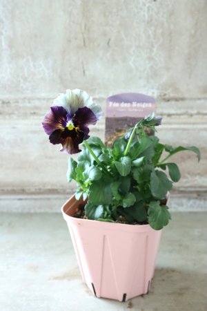 画像4: Fee des neiges~Bonne Soiree~ "フェデネージュ ~ボンソワレ~" No.51