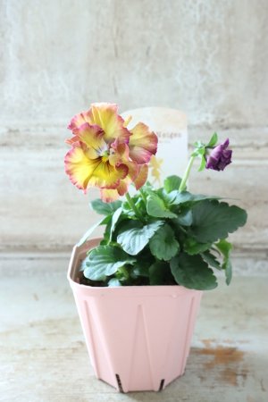 画像4: Fee des neiges~Lumiere~ "フェデネージュ ~ルミエール~" No.30