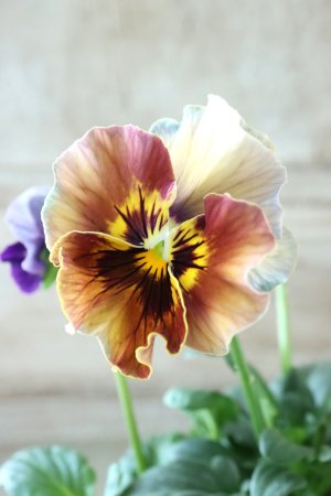 画像3: Fee des neiges~Bonne Soiree~ "フェデネージュ ~ボンソワレ~" No.53