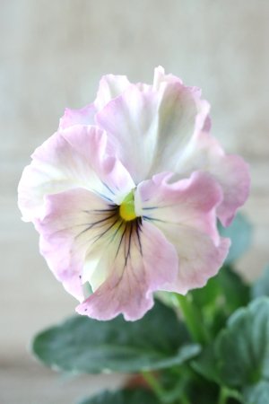 画像2: Fee des neiges~Lumiere~ "フェデネージュ ~ルミエール~" No.12