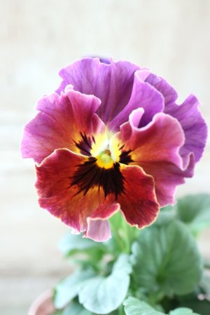 画像3: Fee des neiges~Bonne Soiree~ "フェデネージュ ~ボンソワレ~" No.70