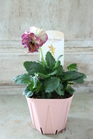 画像4: Fee des neiges~Lumiere~ "フェデネージュ ~ルミエール~" No.6