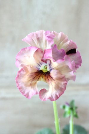 画像1: Fee des neiges~Lumiere~ "フェデネージュ ~ルミエール~" No.35