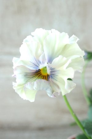 画像2: Fee des neiges~Lumiere~ "フェデネージュ ~ルミエール~" No.15