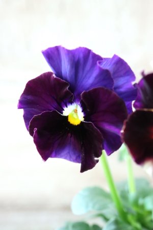 画像2: Fee des neiges~Bonne Soiree~ "フェデネージュ ~ボンソワレ~" No.73