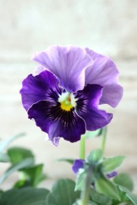 Fee des neiges~Bonne Soiree~ "フェデネージュ ~ボンソワレ~" No.45