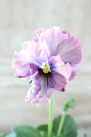 画像2: Fee des neiges~Lumiere~ "フェデネージュ ~ルミエール~" No.21