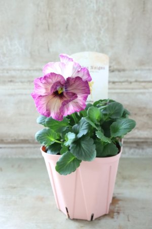 画像4: Fee des neiges~Lumiere~ "フェデネージュ ~ルミエール~" No.7