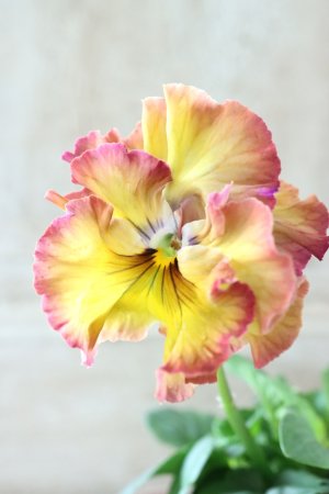 画像1: Fee des neiges~Lumiere~ "フェデネージュ ~ルミエール~" No.30