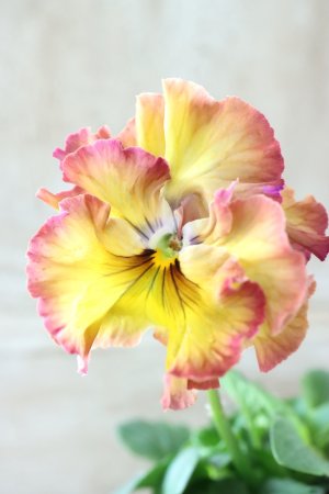 画像2: Fee des neiges~Lumiere~ "フェデネージュ ~ルミエール~" No.30