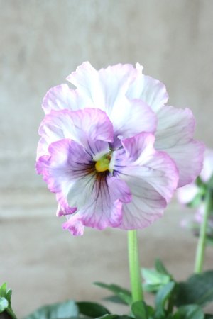 画像2: Fee des neiges~Lumiere~ "フェデネージュ ~ルミエール~" No.32