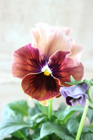 画像3: Fee des neiges~Bonne Soiree~ "フェデネージュ ~ボンソワレ~" No.67