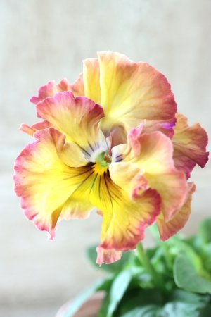 画像3: Fee des neiges~Lumiere~ "フェデネージュ ~ルミエール~" No.30