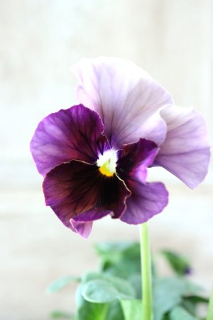 画像2: Fee des neiges~Bonne Soiree~ "フェデネージュ ~ボンソワレ~" No.71