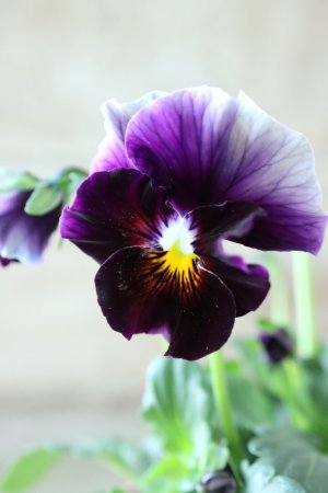 画像1: Fee des neiges~Bonne Soiree~ "フェデネージュ ~ボンソワレ~" No.41