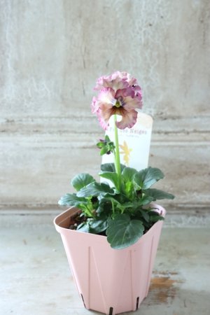 画像3: Fee des neiges~Lumiere~ "フェデネージュ ~ルミエール~" No.35