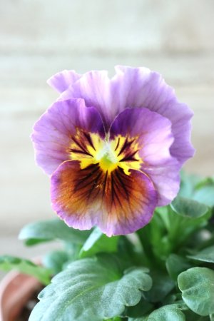 画像2: Fee des neiges~Bonne Soiree~ "フェデネージュ ~ボンソワレ~" No.58