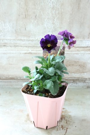 画像4: Fee des neiges~Bonne Soiree~ "フェデネージュ ~ボンソワレ~" No.70