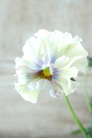 画像1: Fee des neiges~Lumiere~ "フェデネージュ ~ルミエール~" No.15