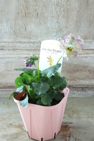 画像4: Fee des neiges~Lumiere~ "フェデネージュ ~ルミエール~" No.19