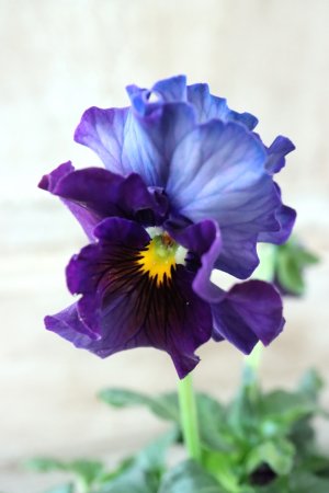 画像1: Fee des neiges~Bonne Soiree~ "フェデネージュ ~ボンソワレ~" No.50