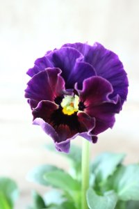 Fee des neiges~Bonne Soiree~ "フェデネージュ ~ボンソワレ~" No.70