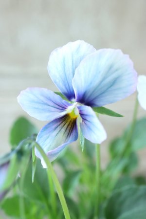 画像3: ~Ueta collection~"ビオラ パピヨンワールド" No.56