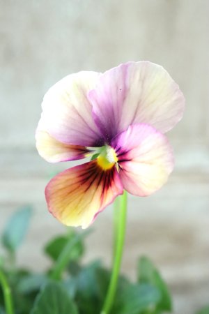 画像2: ~Ueta collection~"ビオラ パピヨンワールド" No.66