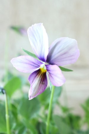 画像2: ~Ueta collection~"ビオラ パピヨンワールド" No.65