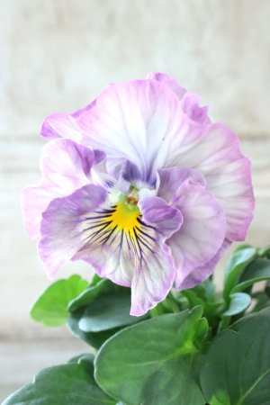 画像1: Fee des neiges Crepe "フェデネージュ クレープ" No.87