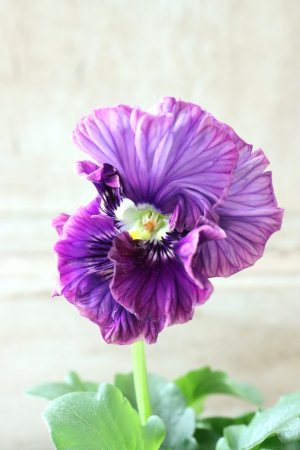 画像3: Fee des neiges Crepe Noble "フェデネージュ クレープ ノーブル" No.133