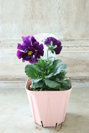 画像4: Fee des neiges Crepe "フェデネージュ クレープ" No.95