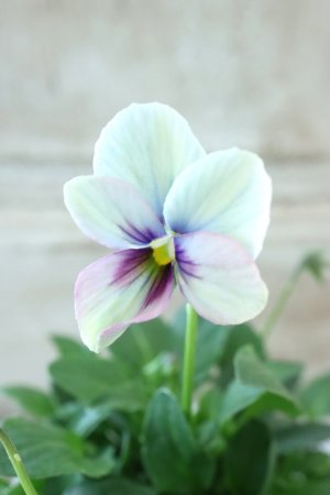 画像2: ~Ueta collection~"ビオラ パピヨンワールド" No.60