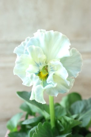 画像1: Fee des neiges~Toy Poo~ "フェデネージュ ~トイプー~" No.36