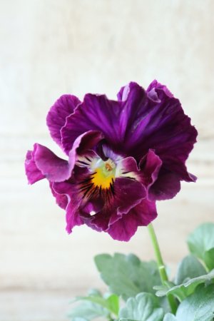 画像3: Fee des neiges Crepe "フェデネージュ クレープ" No.86