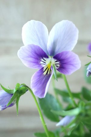 画像2: ~Ueta collection~"ビオラ パピヨンワールド" No.50