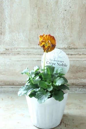 画像4: Fee des neiges Crepe Noble "フェデネージュ クレープ ノーブル" No.131