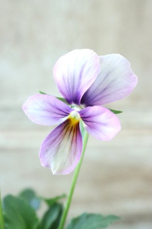 画像2: ~Ueta collection~"ビオラ パピヨンワールド" No.45