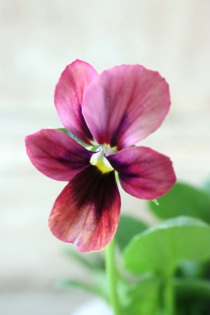 画像2: ~Ueta collection~"ビオラ パピヨンワールド" No.73