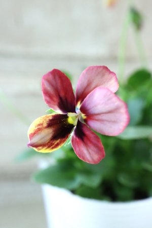 画像3: ~Ueta collection~"ビオラ パピヨンワールド" No.75