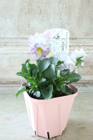 画像4: Fee des neiges Crepe "フェデネージュ クレープ" No.83