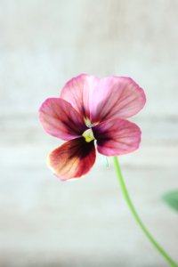 ~Ueta collection~"ビオラ パピヨンワールド" No.61