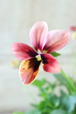 画像1: ~Ueta collection~"ビオラ パピヨンワールド" No.75