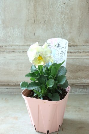 画像4: Fee des neiges Crepe "フェデネージュ クレープ" No.103