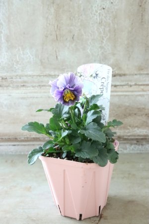 画像4: Fee des neiges Crepe "フェデネージュ クレープ" No.92