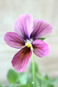 ~Ueta collection~"ビオラ パピヨンワールド" No.57