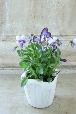 画像4: ~Ueta collection~"ビオラ パピヨンワールド" No.50