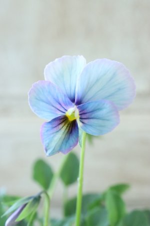 画像3: ~Ueta collection~"ビオラ パピヨンワールド" No.41