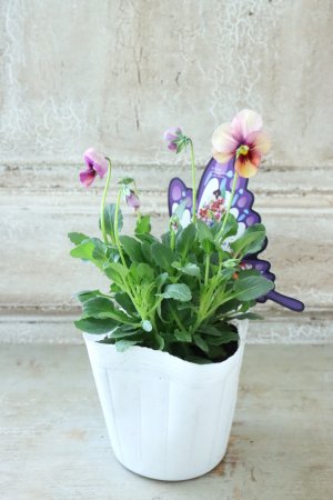 画像4: ~Ueta collection~"ビオラ パピヨンワールド" No.66